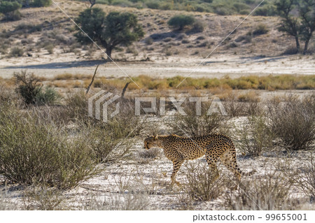 Cheetah in Kgalagadi transfrontier park, South Africa 99655001