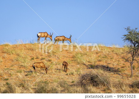 Hartebeest in Kgalagadi transfrontier park, South Africa Hartebeest in Kgalagadi transfrontier park, South Africa 99655028