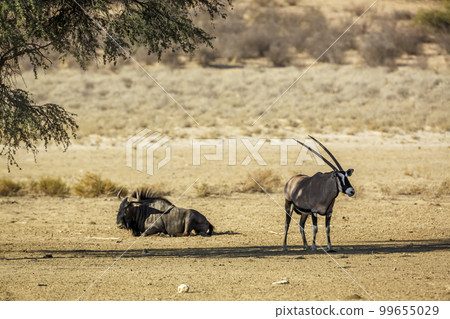 South African Oryx and Blue wildebeest in Kgalagadi transfrontier park, South Africa South African Oryx and Blue wildebeest in Kgalagadi transfrontier park, South Africa 99655029