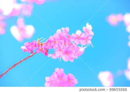 櫻花盛開，藍藍的天空 99655088
