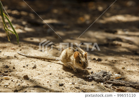 Rhabdomys in Kgalagadi transfrontier park, South Africa 99655110