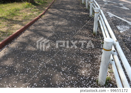 Midori Ward,Odaka綠地,櫻花,櫻花,賞櫻,散步,賞櫻,染井吉野櫻花,夜櫻花, Midori Ward,Odaka綠地,櫻花,櫻花,賞櫻,散步,賞櫻,染井吉野櫻花,夜櫻花, 99655172