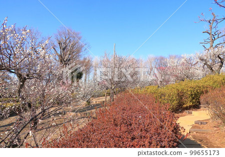 羽木公園梅 羽木公園梅 99655173