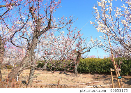 羽木公園梅 羽木公園梅 99655175