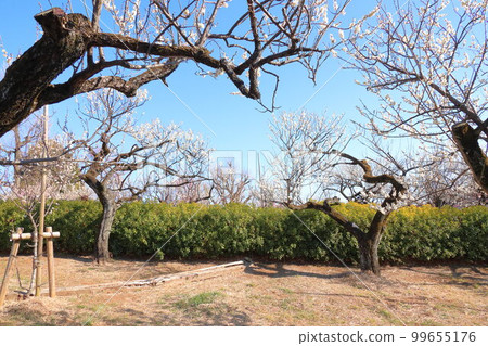 羽木公園梅 羽木公園梅 99655176