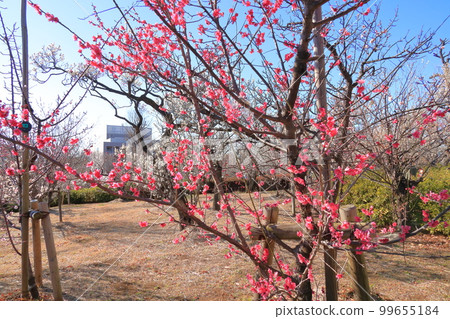 羽木公園梅 羽木公園梅 99655184