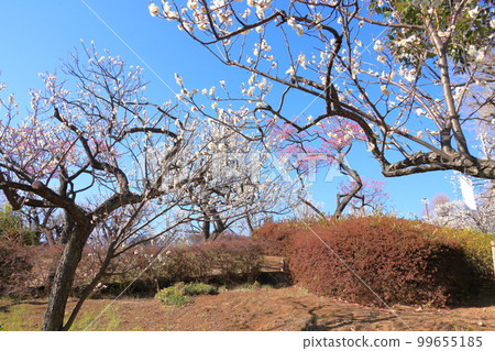 Hanegi Park Ume Hanegi Park Ume 99655185