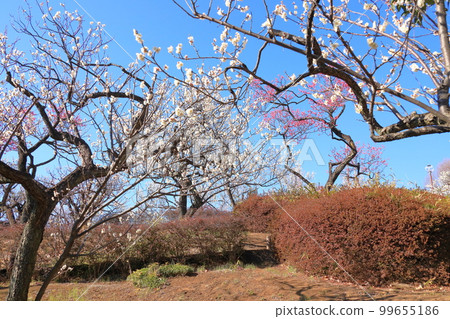 Hanegi Park Ume Hanegi Park Ume 99655186