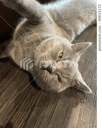 入睡 chartreux（貓） 99655235