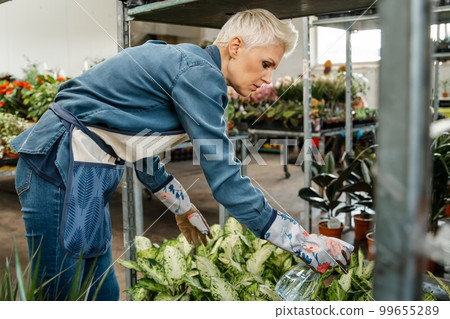 Open new floral business. Woman watering beautiful houseplant at home. 99655289