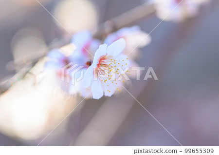 盛開的白梅花 99655309