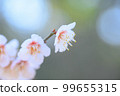 盛開的白梅花 99655315