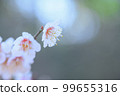盛開的白梅花 99655316