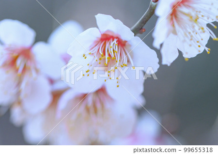 White plum blossoms in full bloom White plum blossoms in full bloom 99655318