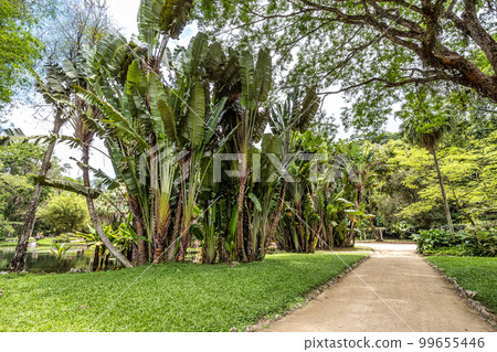 Beautiful view of the flora in the Botanical Garden, Jardim Botanico of Rio de Janeiro, Brazil Beautiful view of the flora in the Botanical Garden, Jardim Botanico of Rio de Janeiro, Brazil 99655446