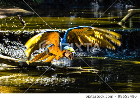 The Blue-and-yellow Macaw in Parque das aves Foz do Iguacu Brazil. Ara ararauna is a large South American parrot The Blue-and-yellow Macaw in Parque das aves Foz do Iguacu Brazil. Ara ararauna is a large South American parrot 99655480