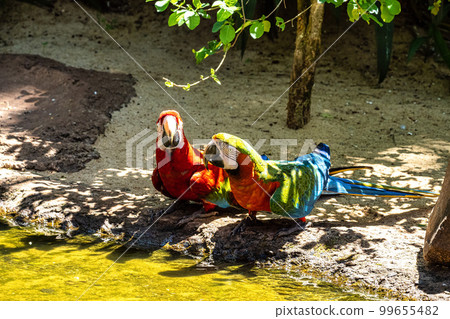 Red and green macaw or green winged macaw in Parque das aves Foz do Iguacu Brazil Parana state Red and green macaw or green winged macaw in Parque das aves Foz do Iguacu Brazil Parana state 99655482