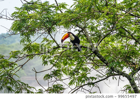 Toco toucan at Foz do Iguacu, near the famous Iguacu Falls in Brazil. 99655497