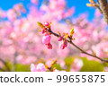 粉紅色的櫻花和花蕾在藍天中閃耀 99655875