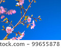 粉紅色的櫻花在藍天中閃耀 99655878