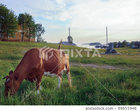 A red cow grazes in a meadow and eats grass on a sunny summer day against the backdrop of a seascape 99655946