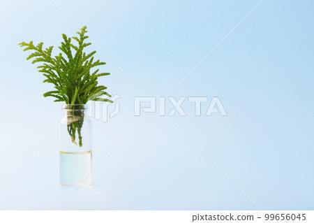 A bottle of essential oil with fresh juniper branches close-up on blue background. A bottle of essential oil with fresh juniper branches close-up on blue background. 99656045