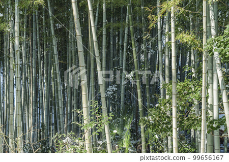 Emperor Hanazono Jurakuin Jurakuin Temple Bamboo Grove Approach (Higashiyama Ward, Kyoto City) Emperor Hanazono Jurakuin Jurakuin Temple Bamboo Grove Approach (Higashiyama Ward, Kyoto City) 99656167