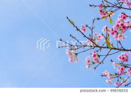 Pink cherry blossom(Cherry blossom, Japanese flowering cherry) on the Sakura tree. Sakura flowers are representative of Japanese flowers. The main part of the winter pass. I love everyone. 99656658
