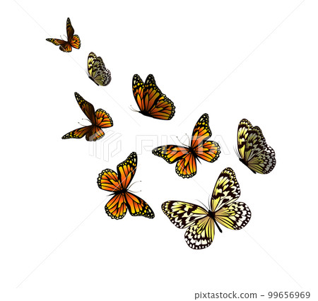 Flying butterflies. Vector illustration isolated on white background Flying butterflies. Vector illustration isolated on white background 99656969