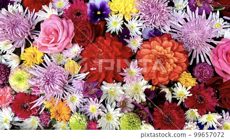 Colorful flower wash in February <Sugou Shrine/Okazaki City, Aichi Prefecture> Colorful flower wash in February <Sugou Shrine/Okazaki City, Aichi Prefecture> 99657072