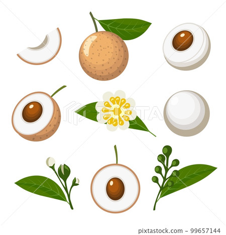 Longan colored cartoon isolated Longan colored cartoon isolated 99657144