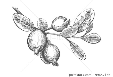 Hand drawn feijoa branch Hand drawn feijoa branch 99657166