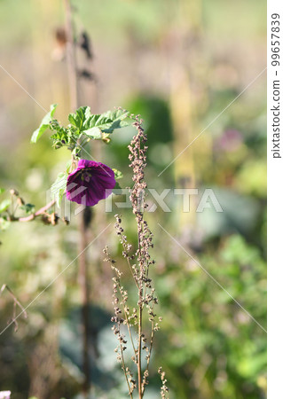 Selective focus shot of purple mallow in the field in Meerbusch, Germany 99657839