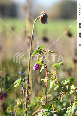 Selective focus shot of purple mallow in the field in Meerbusch, Germany Selective focus shot of purple mallow in the field in Meerbusch, Germany 99657842