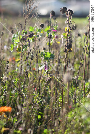 Selective focus shot of wildflowers in the field in Meerbusch, Germany Selective focus shot of wildflowers in the field in Meerbusch, Germany 99657844