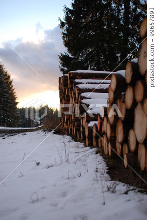 Vertical shot of cut logs with snow in a forest in Steinberg, Goslar, Germany 99657891