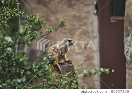 Meerkat sitting on a tree trunk in a zoo in germany 99657899