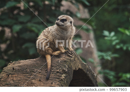 Meerkat sitting on a tree trunk in a zoo Meerkat sitting on a tree trunk in a zoo 99657903
