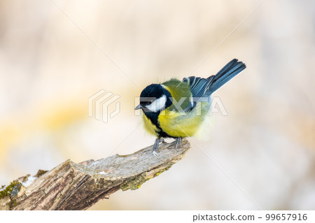 Eurasian blue tit, Cyanistes caeruleus, in winter. Czech Republic wildlife 99657916