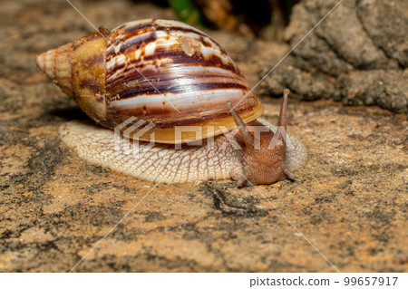 Giant African Land Snail (Achatina fulica), Tsingy de Bemaraha, Madagascar wildlife Giant African Land Snail (Achatina fulica), Tsingy de Bemaraha, Madagascar wildlife 99657917
