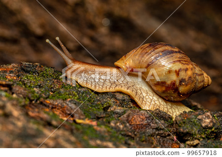 Giant African Land Snail (Achatina fulica), Tsingy de Bemaraha, Madagascar wildlife Giant African Land Snail (Achatina fulica), Tsingy de Bemaraha, Madagascar wildlife 99657918