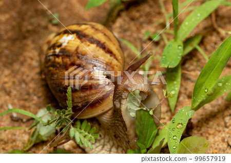 Giant African Land Snail (Achatina fulica), Tsingy de Bemaraha, Madagascar wildlife 99657919