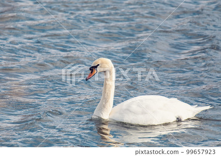 Wild bird mute swan, Cygnus olor, in winter on pond. Czech Republic wildlife 99657923