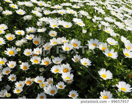 Chrisan Chem Chrisan Chem 99657957