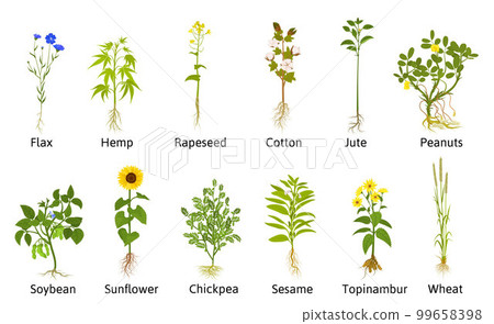 Technical Flowers Plants Collection 99658398