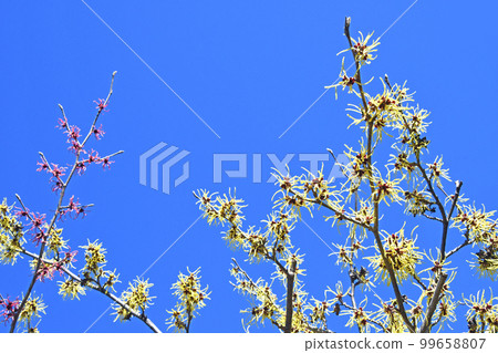 Witch Hazel and Akabana Witch Hazel Witch Hazel and Akabana Witch Hazel 99658807