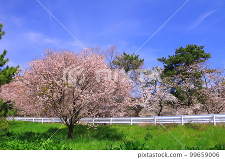 Mukogawa Riverbed (Amagasaki City, Hyogo Prefecture) Spring scenery near Hige no Watashi Mukogawa Riverbed (Amagasaki City, Hyogo Prefecture) Spring scenery near Hige no Watashi 99659006