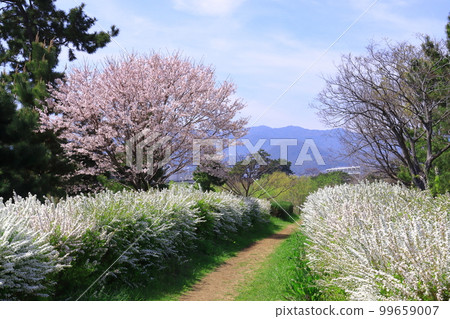 Mukogawa Riverbed (Amagasaki City, Hyogo Prefecture) Spring scenery near Hige no Watashi Mukogawa Riverbed (Amagasaki City, Hyogo Prefecture) Spring scenery near Hige no Watashi 99659007