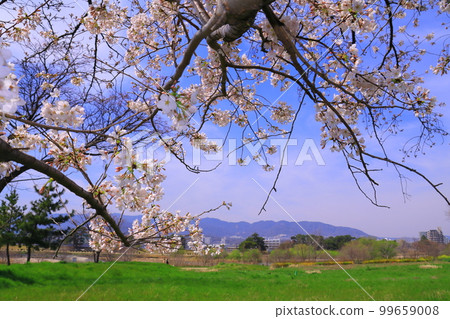 Mukogawa Riverbed (Amagasaki City, Hyogo Prefecture) Spring scenery near Hige no Watashi Mukogawa Riverbed (Amagasaki City, Hyogo Prefecture) Spring scenery near Hige no Watashi 99659008