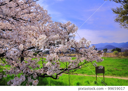 Mukogawa河床(兵庫縣尼崎市)Hige no Watashi附近的春天景色 Mukogawa河床(兵庫縣尼崎市)Hige no Watashi附近的春天景色 99659017